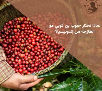 لماذا تختار حبوب بن كوبي مو الطازجة من إندونيسيا؟