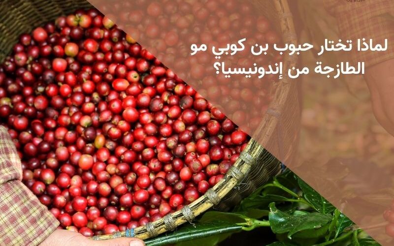 لماذا تختار حبوب بن كوبي مو الطازجة من إندونيسيا؟