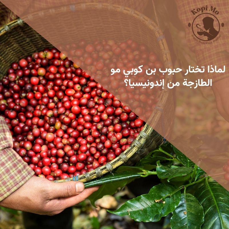 لماذا تختار حبوب بن كوبي مو الطازجة من إندونيسيا؟
